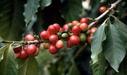 arabica coffee berries