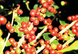 robusta