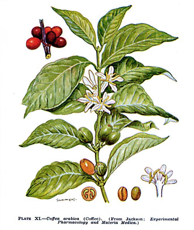 arabica