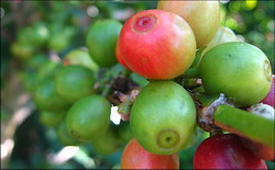 shade grown coffee