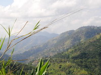 jamaican image