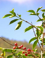 jamaican coffee