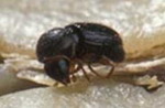 borer beetle
