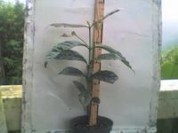 growing_coffee_1