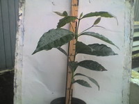 growing_coffee_2