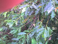 growing_coffee_22