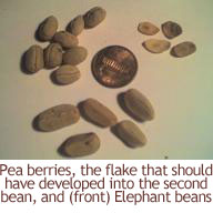 parchment beans